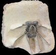 , Ceratonurus Trilobite - Foum Zguid #38800-7